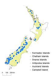 Isoetes distribution map based on databased records at AK, CHR and WELT.
 Image: K. Boardman © Landcare Research 2018 CC BY 3.0 NZ
